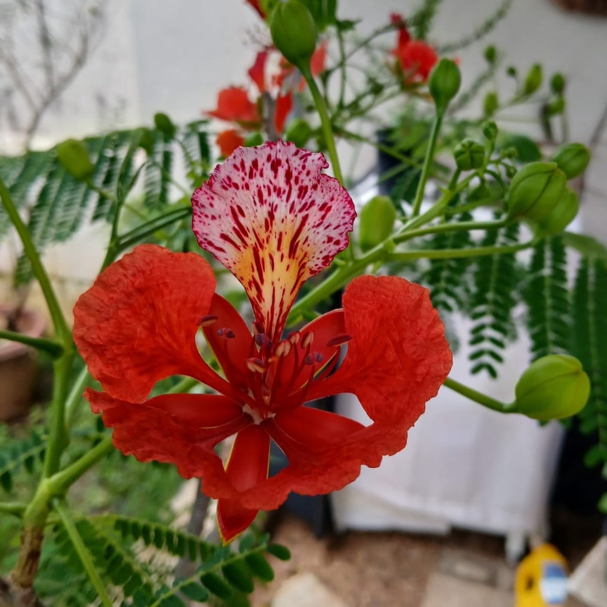 Pétalo Pinto de Flamboyán en Alambre