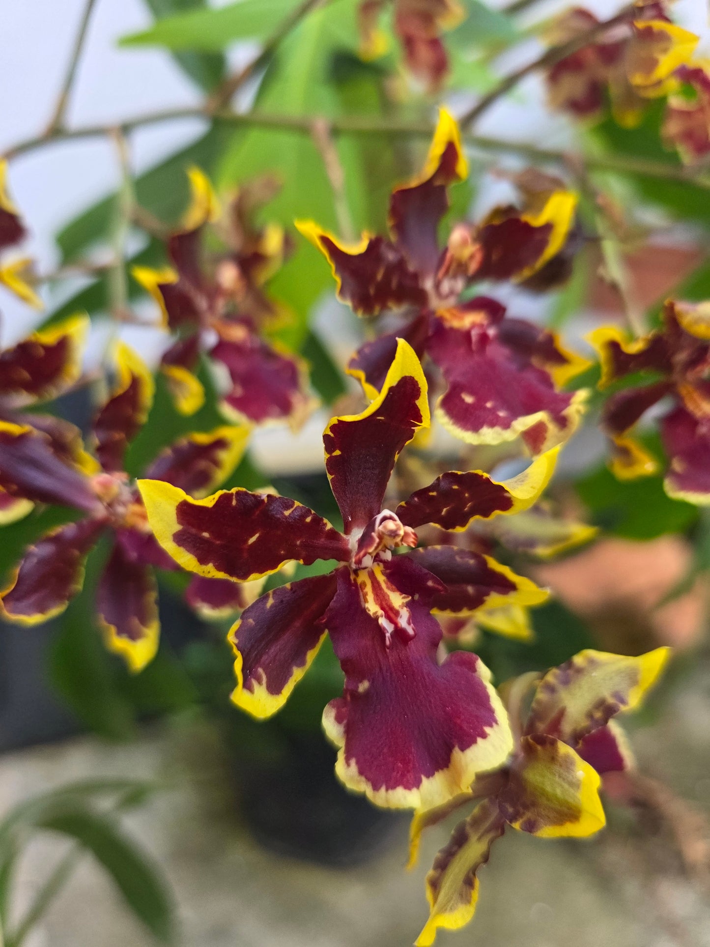 Oncidium Orchid 🤎 Golden Red Star (set)