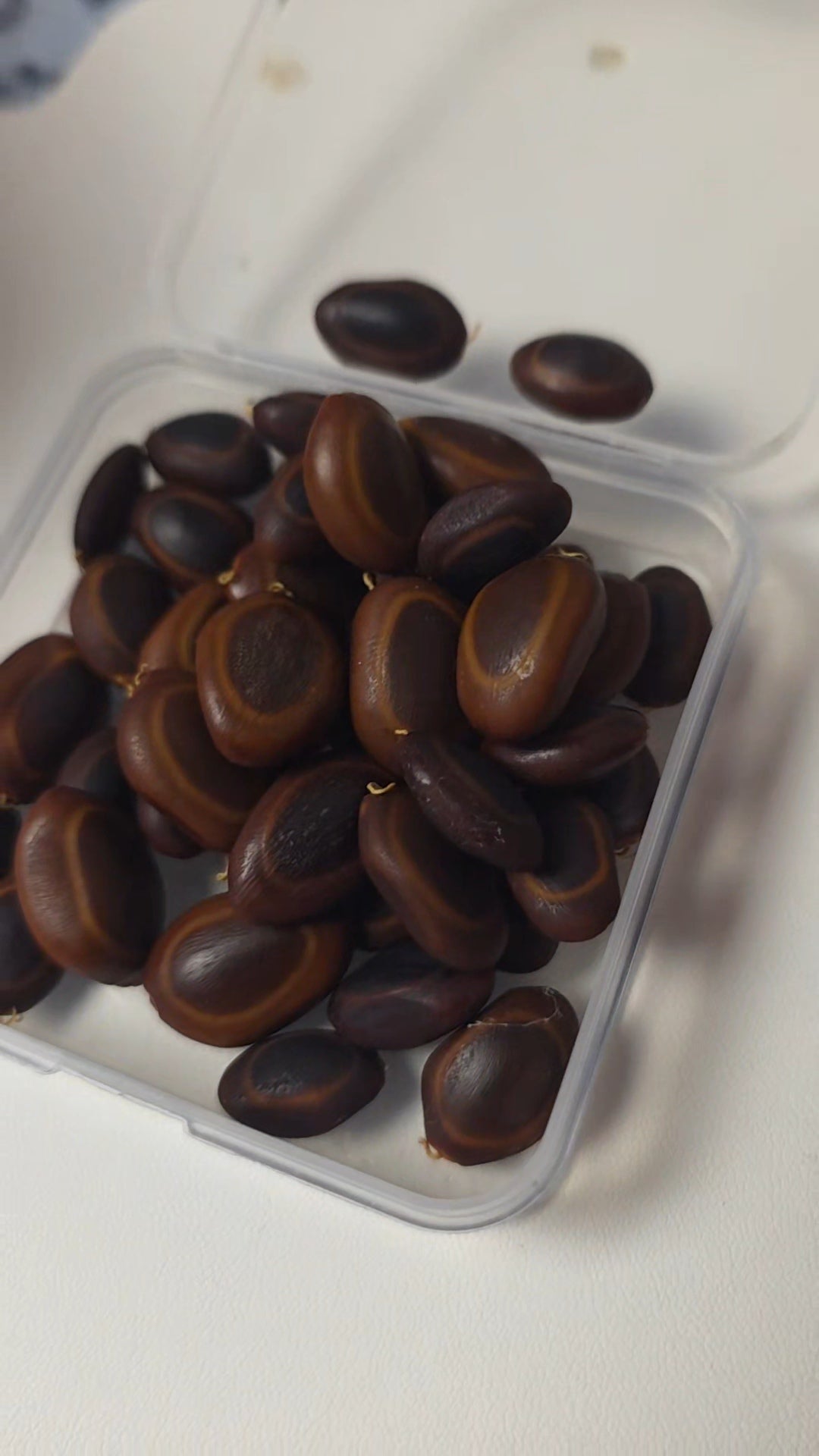 Orquidea Oreja de Mono Necklace