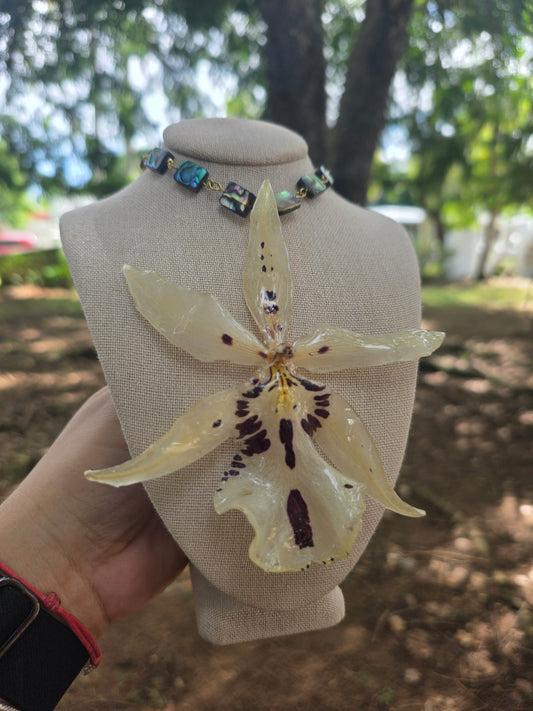 Orchid White Abalone